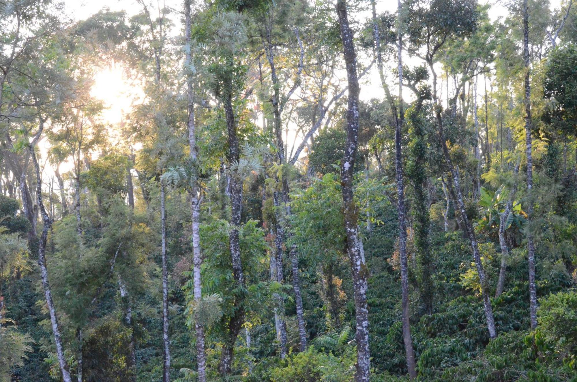 Ibbanicadu Estate Homestay Madikeri Zewnętrze zdjęcie