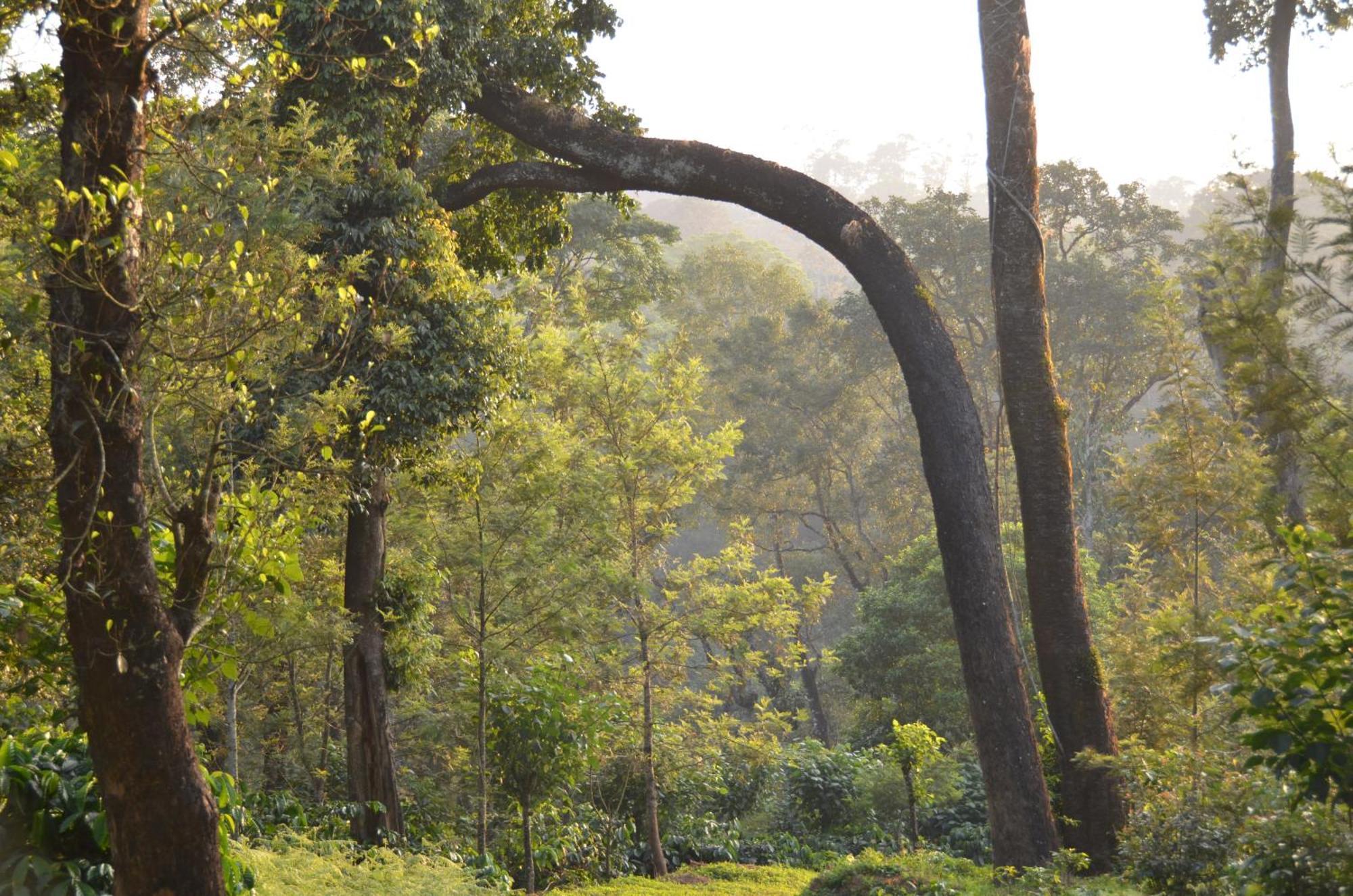 Ibbanicadu Estate Homestay Madikeri Zewnętrze zdjęcie